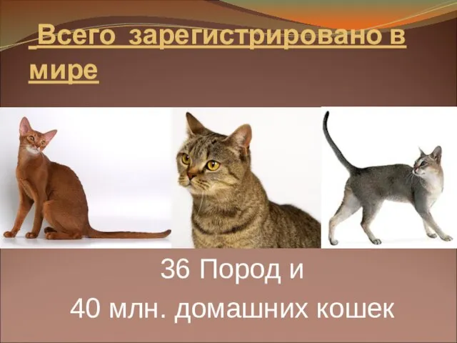 Всего зарегистрировано в мире 36 Пород и 40 млн. домашних кошек