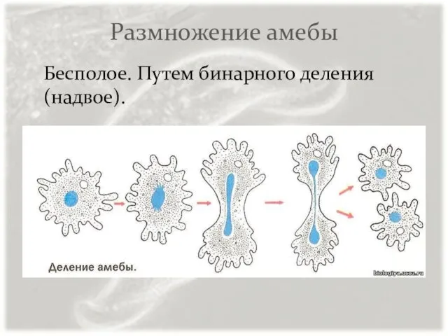 Размножение амебы Бесполое. Путем бинарного деления (надвое).