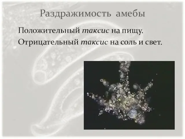 Раздражимость амебы Положительный таксис на пищу. Отрицательный таксис на соль и свет.