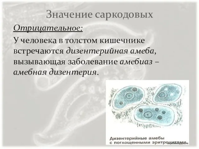 Значение саркодовых Отрицательное: У человека в толстом кишечнике встречаются дизентерийная амеба, вызывающая