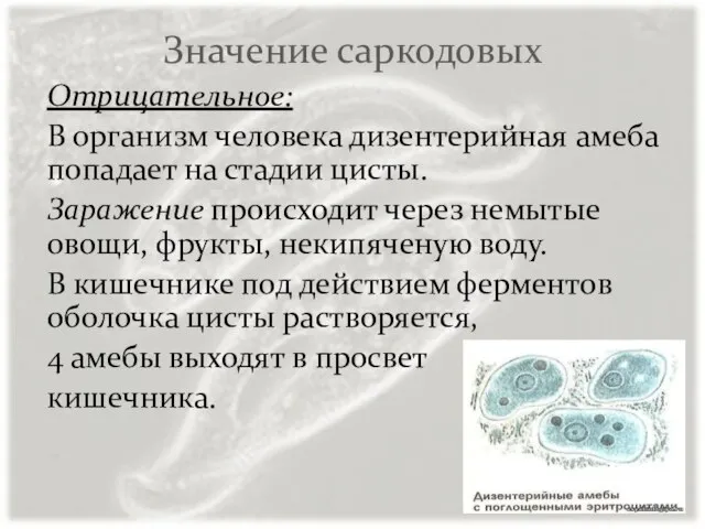 Значение саркодовых Отрицательное: В организм человека дизентерийная амеба попадает на стадии цисты.