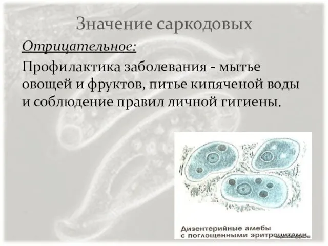 Значение саркодовых Отрицательное: Профилактика заболевания - мытье овощей и фруктов, питье кипяченой