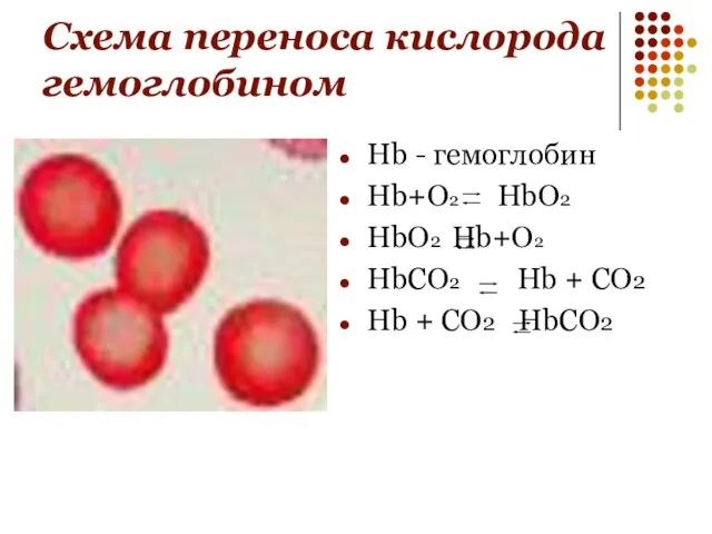 Схема переноса кислорода гемоглобином Hb - гемоглобин Hb+O2 HbO2 HbO2 Hb+O2 HbCO2