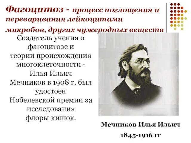 Фагоцитоз - процесс поглощения и переваривания лейкоцитами микробов, других чужеродных веществ Мечников