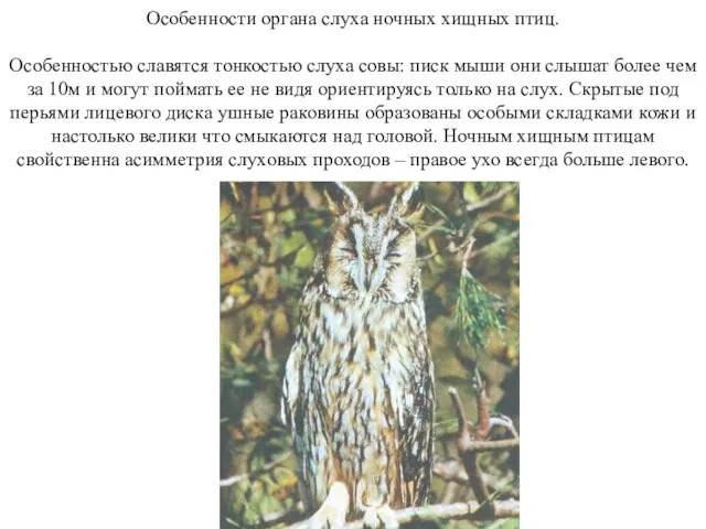 Особенности органа слуха ночных хищных птиц. Особенностью славятся тонкостью слуха совы: писк