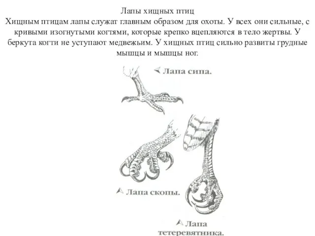 Лапы хищных птиц Хищным птицам лапы служат главным образом для охоты. У