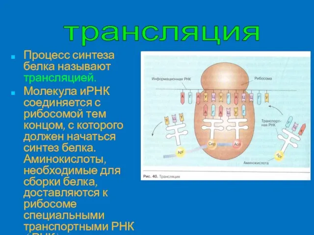 Процесс синтеза белка называют трансляцией. Молекула иРНК соединяется с рибосомой тем концом,