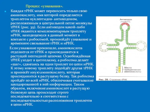 Процесс «узнавания». Каждая тРНК может переносить только свою аминокислоту, имя которой определяется