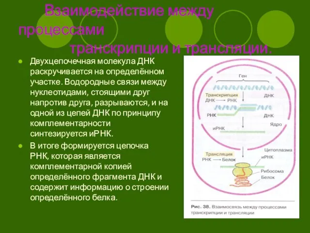 Взаимодействие между процессами транскрипции и трансляции. Двухцепочечная молекула ДНК раскручивается на определённом