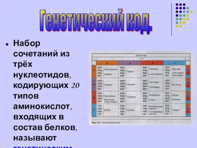 Набор сочетаний из трёх нуклеотидов, кодирующих 20 типов аминокислот, входящих в состав