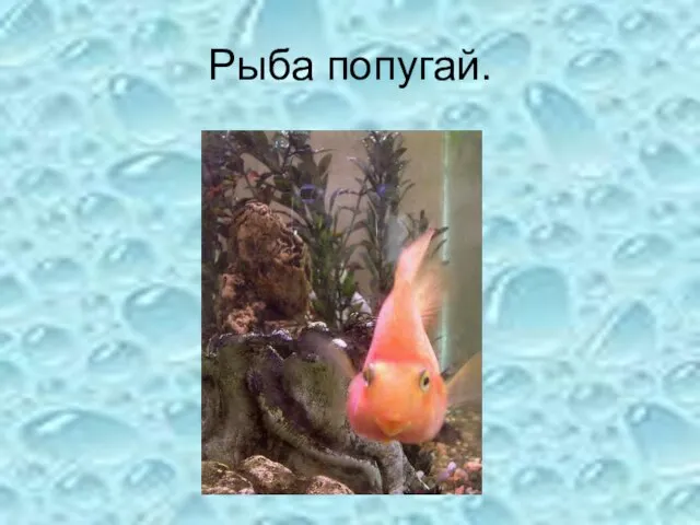 Рыба попугай.