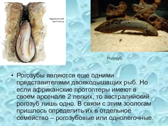Рогозубы являются еще одними представителями двоякодышащих рыб. Но если африканские протоптеры имеют