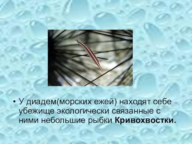 У диадем(морских ежей) находят себе убежище экологически связанные с ними небольшие рыбки Кривохвостки.