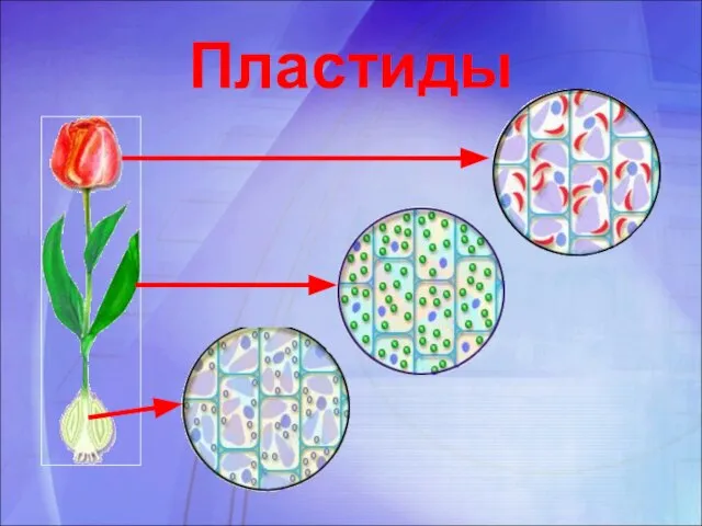 Пластиды