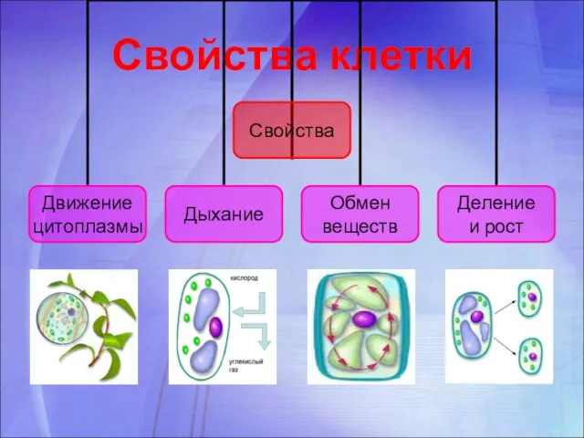 Свойства клетки