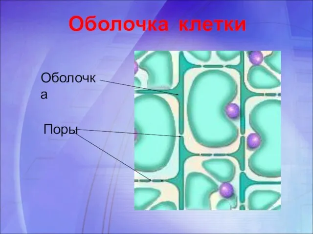 Оболочка клетки Оболочка Поры