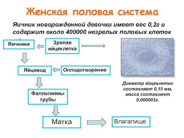 . Яичники Зрелая яйцеклетка Оплодотворение Влагалище Яйцевод Матка Фаллопиевы трубы Диаметр яйцеклетки