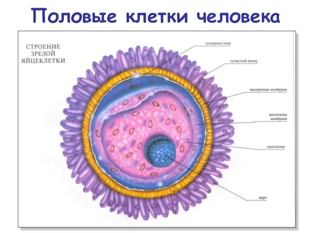 Половые клетки человека