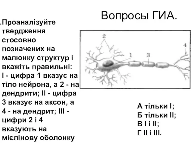 Вопросы ГИА. Проаналізуйте твердження стосовно позначених на малюнку структур і вкажіть правильні: