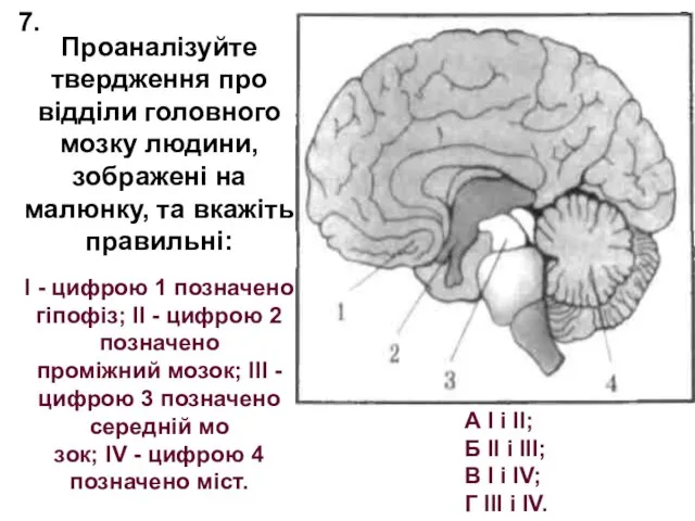 Проаналізуйте твердження про відділи головного мозку людини, зображені на малюнку, та вкажіть