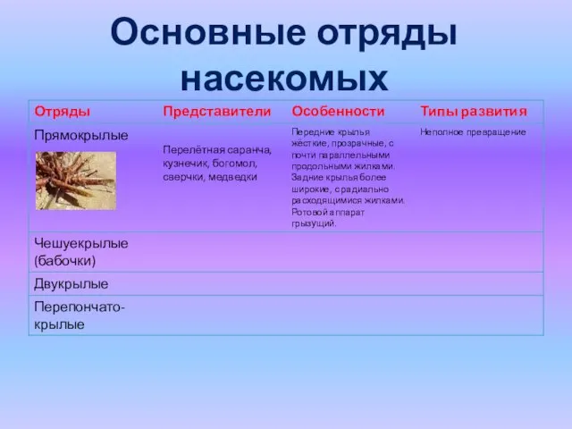 Основные отряды насекомых