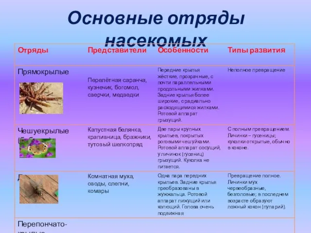 Основные отряды насекомых