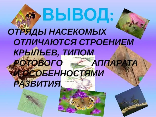 ВЫВОД: ОТРЯДЫ НАСЕКОМЫХ ОТЛИЧАЮТСЯ СТРОЕНИЕМ КРЫЛЬЕВ, ТИПОМ РОТОВОГО АППАРАТА И ОСОБЕННОСТЯМИ РАЗВИТИЯ.