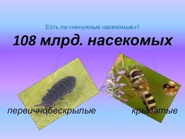 Есть ли «ненужные насекомые»? 108 млрд. насекомых первичнобескрылые крылатые