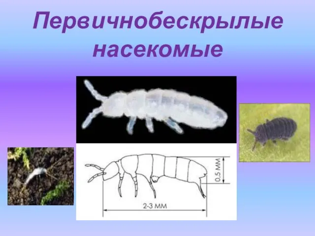 Первичнобескрылые насекомые