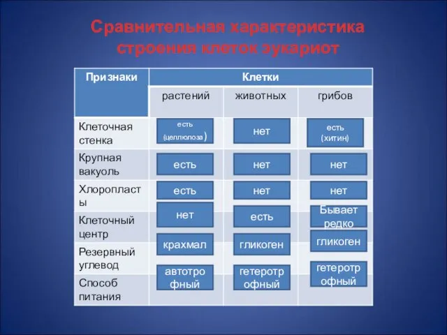 Сравнительная характеристика строения клеток эукариот есть есть нет крахмал автотрофный нет нет