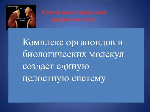 Клетка мозгового слоя надпочечников синтез транспорт упаковка секреция рибосомы ЭПС комплекс Гольджи