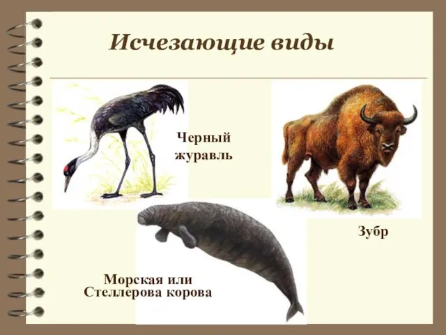 Зубр Исчезающие виды Морская или Стеллерова корова Черный журавль