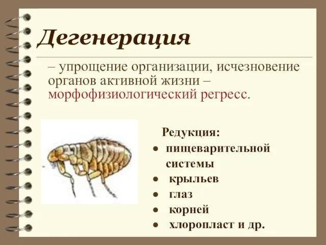 Дегенерация – упрощение организации, исчезновение органов активной жизни – морфофизиологический регресс. Редукция: