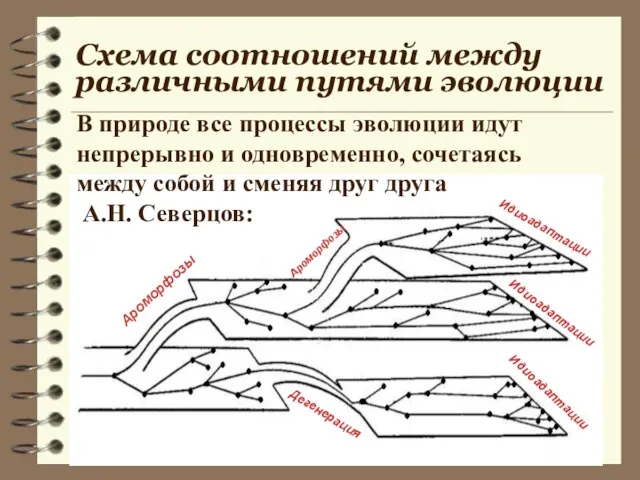 Схема соотношений между различными путями эволюции Ароморфозы Ароморфозы Идиоадаптации Идиоадаптации Идиоадаптации Дегенерация