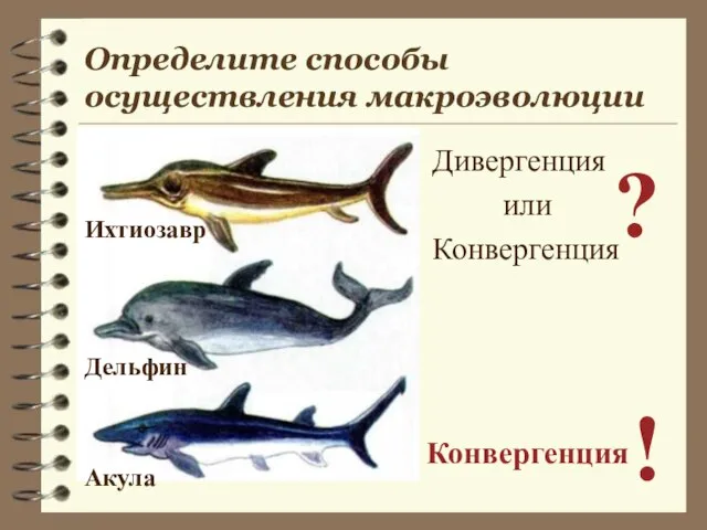 Определите способы осуществления макроэволюции Дивергенция или Конвергенция ? Конвергенция ! Ихтиозавр Акула Дельфин