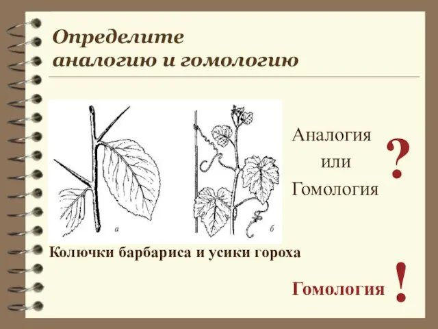 Аналогия или Гомология ? Гомология ! Колючки барбариса и усики гороха Определите аналогию и гомологию