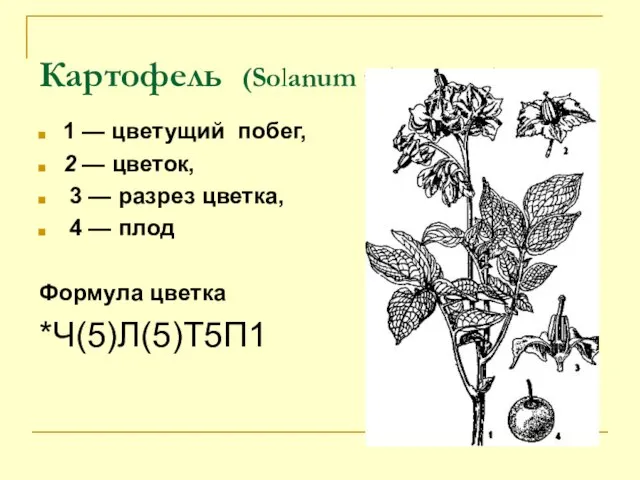 Картофель (Solanum tuberosum): 1 — цветущий побег, 2 — цветок, 3 —