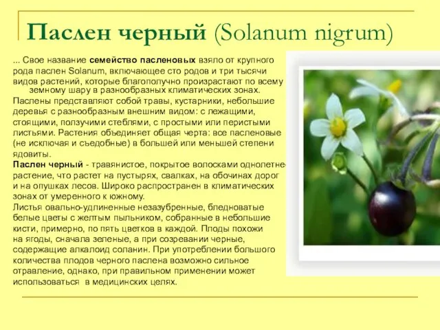 Паслен черный (Solanum nigrum) ... Свое название семейство пасленовых взяло от крупного