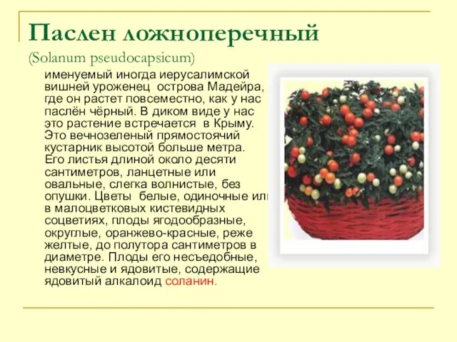 Паслен ложноперечный (Solanum pseudocapsicum) именуемый иногда иерусалимской вишней уроженец острова Мадейра, где