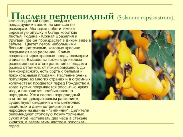 Паслен перцевидный (Solanum capsicastrum), или звездчатый перец , сходен с предыдущим видом,