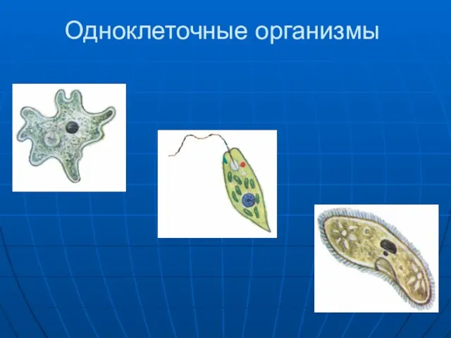 Одноклеточные организмы