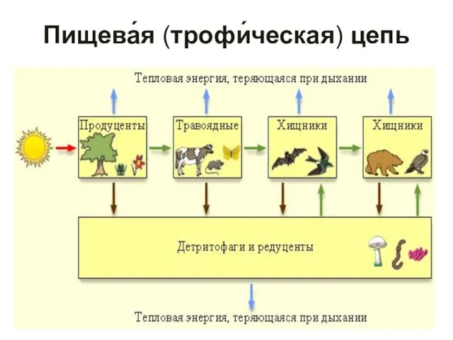 Пищева́я (трофи́ческая) цепь