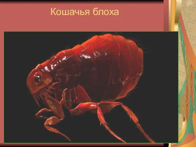 Кошачья блоха