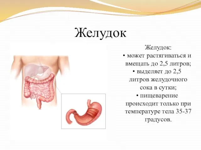 Желудок Желудок: может растягиваться и вмещать до 2,5 литров; выделяет до 2,5