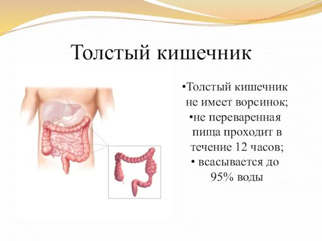 Толстый кишечник Толстый кишечник не имеет ворсинок; не переваренная пища проходит в