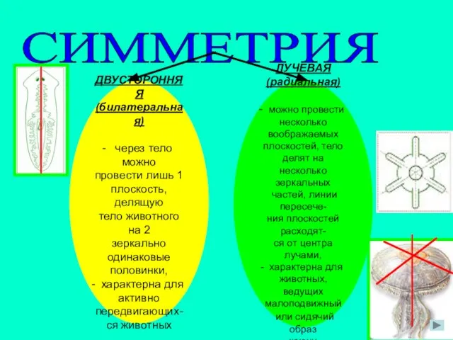 СИММЕТРИЯ ЛУЧЕВАЯ (радиальная) можно провести несколько воображаемых плоскостей, тело делят на несколько