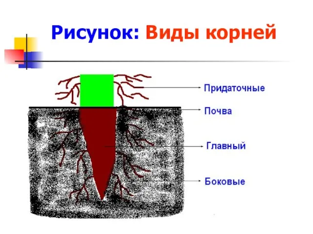 Рисунок: Виды корней