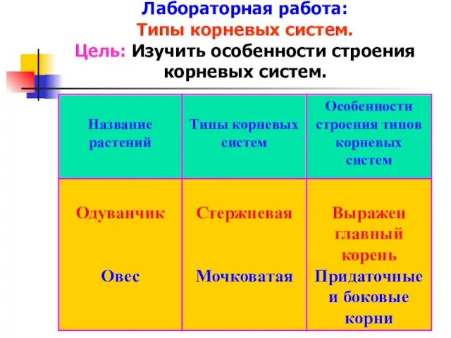 Лабораторная работа: Типы корневых систем. Цель: Изучить особенности строения корневых систем.