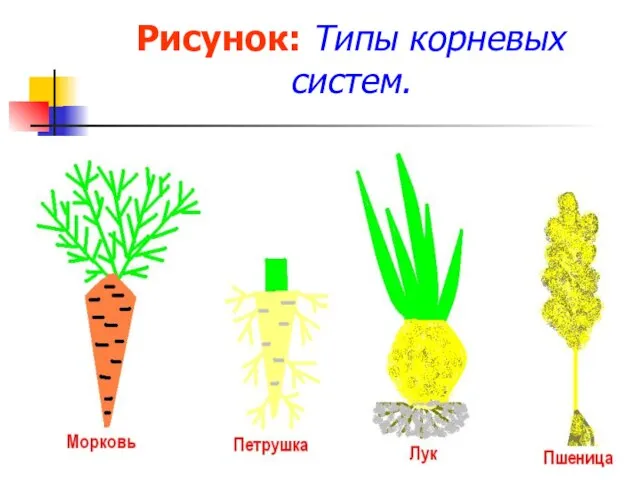 Рисунок: Типы корневых систем.