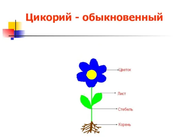 Цикорий - обыкновенный